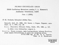 Ovularia schroeteri image